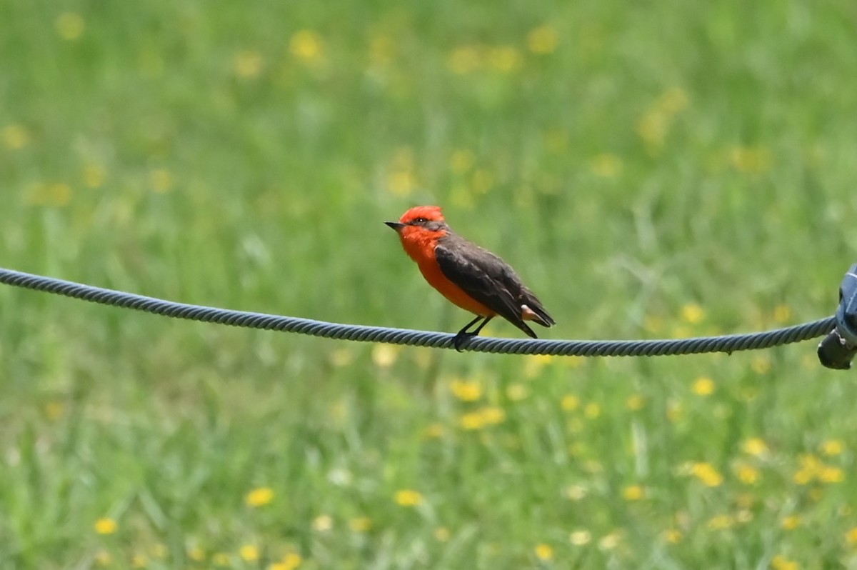 Vermilion Flycatcher - ML620284315