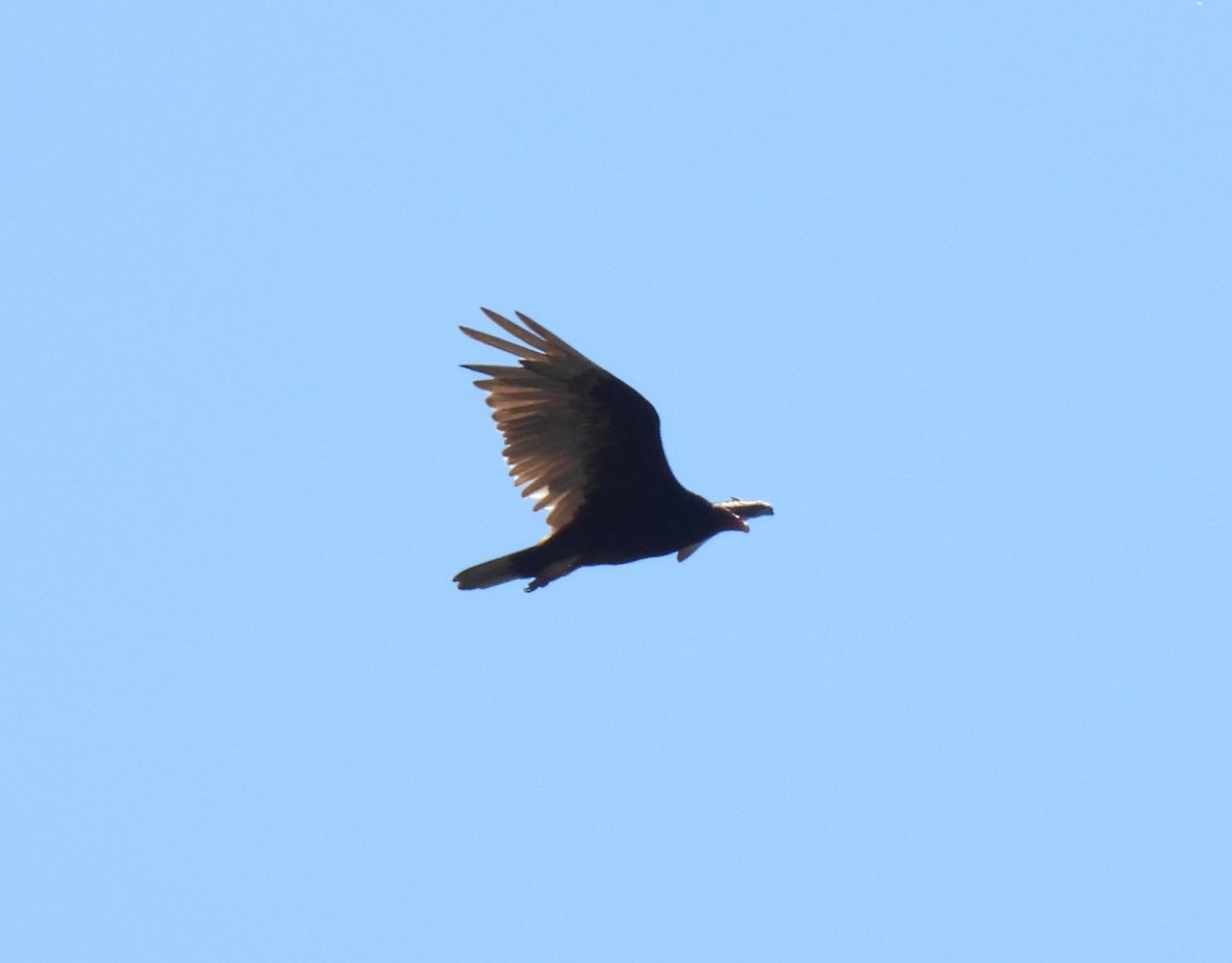 Turkey Vulture - ML620284332