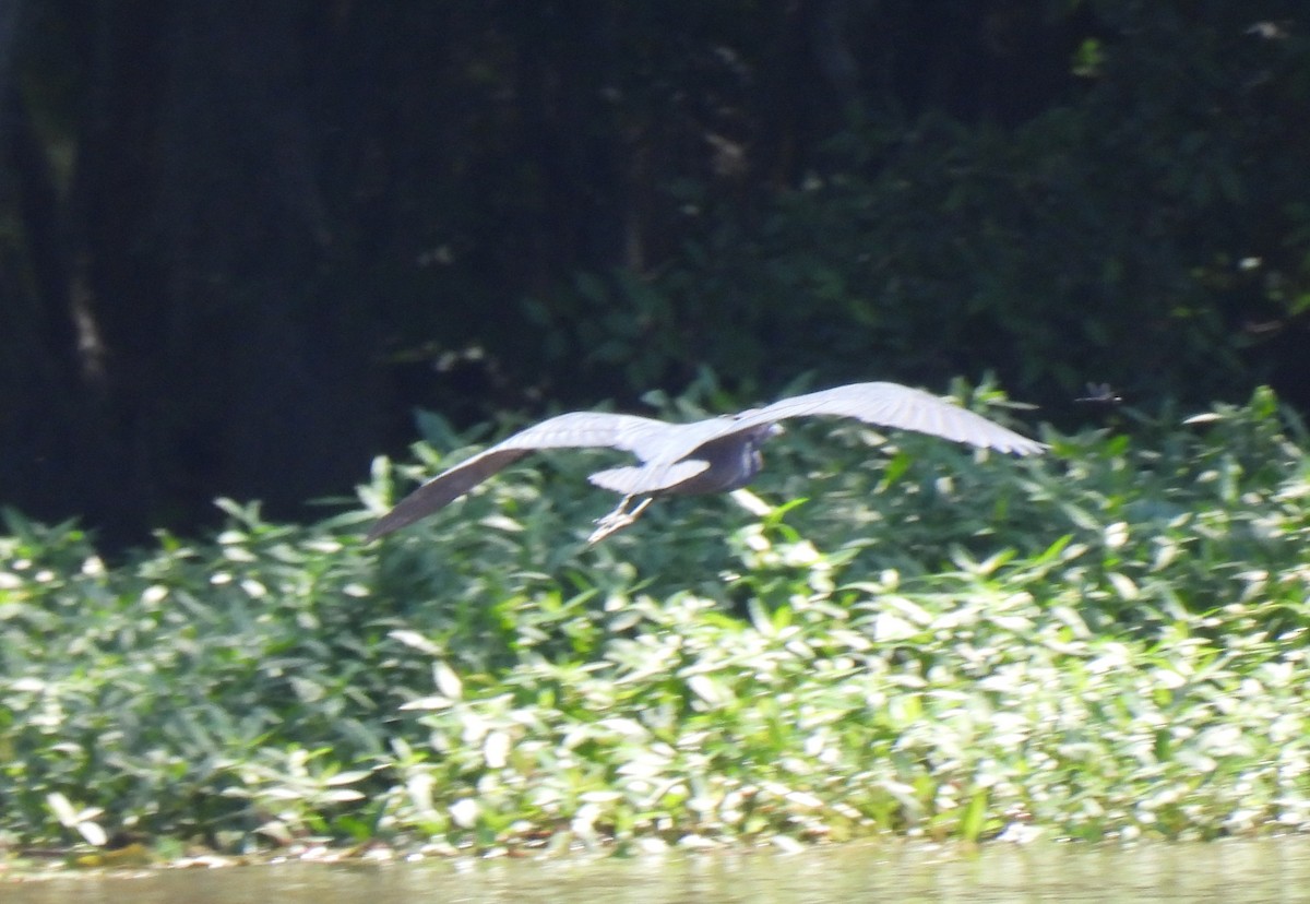 Little Blue Heron - ML620284339