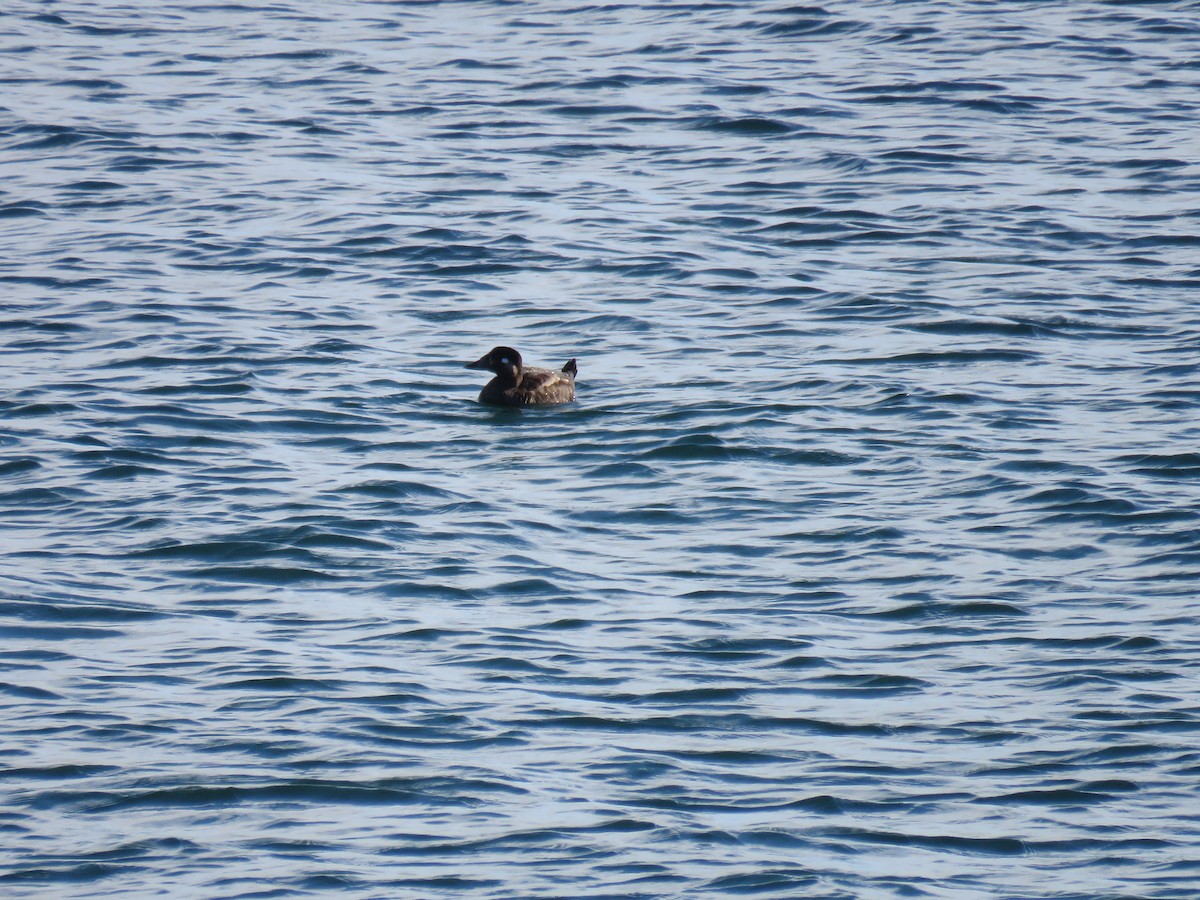 Surf Scoter - ML620284343