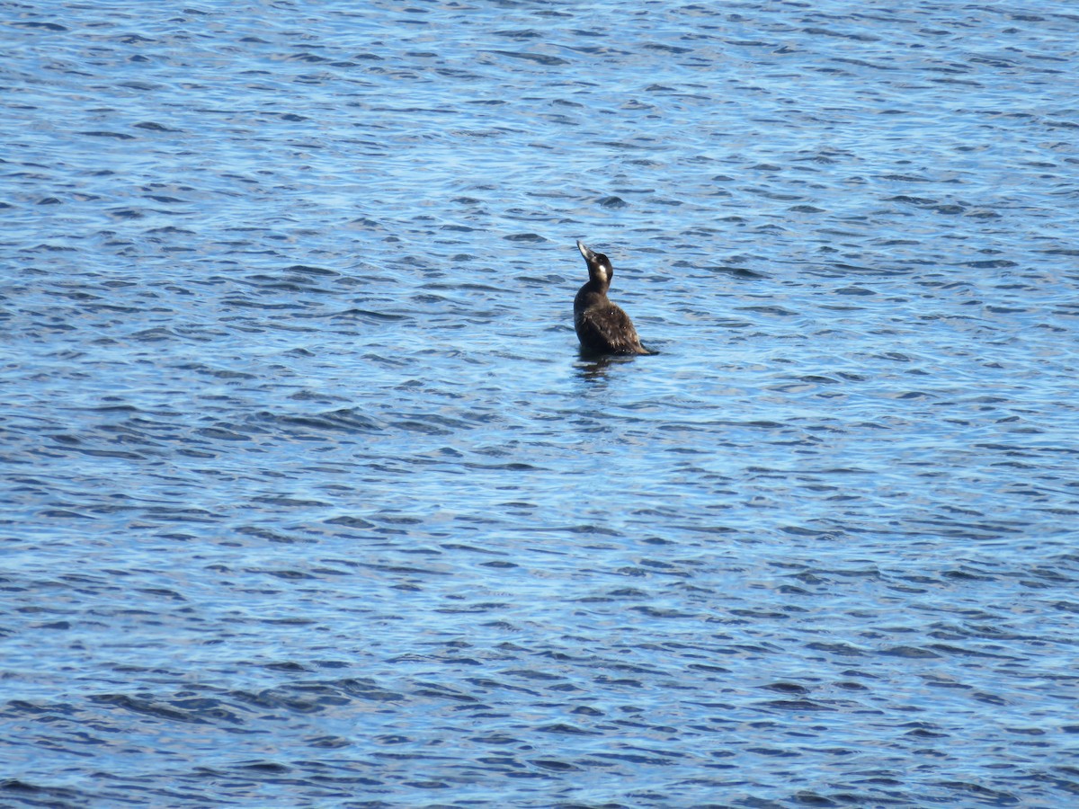 Surf Scoter - ML620284345