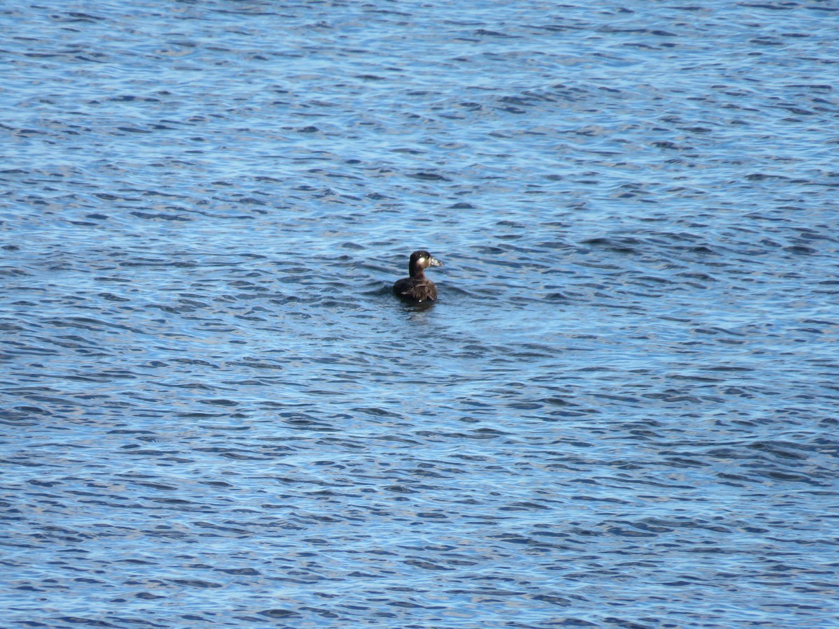 Surf Scoter - ML620284346