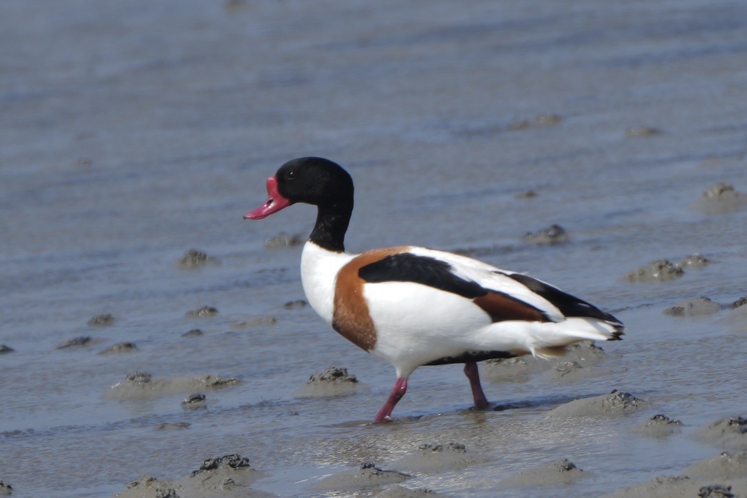 Common Shelduck - ML620284347