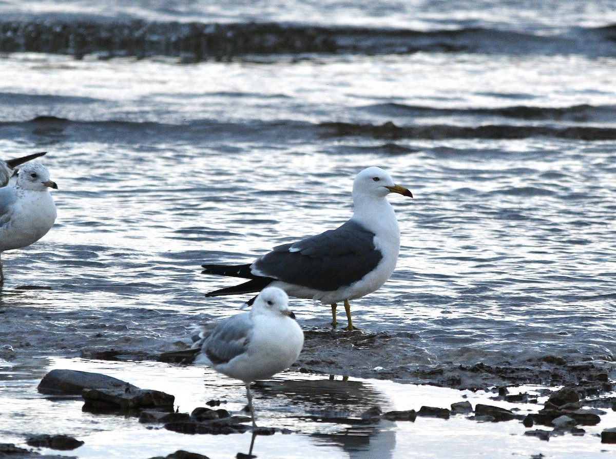 Black-tailed Gull - ML620284349