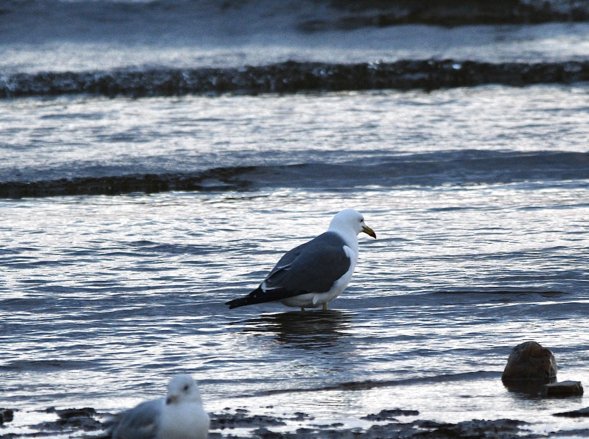 Black-tailed Gull - ML620284350