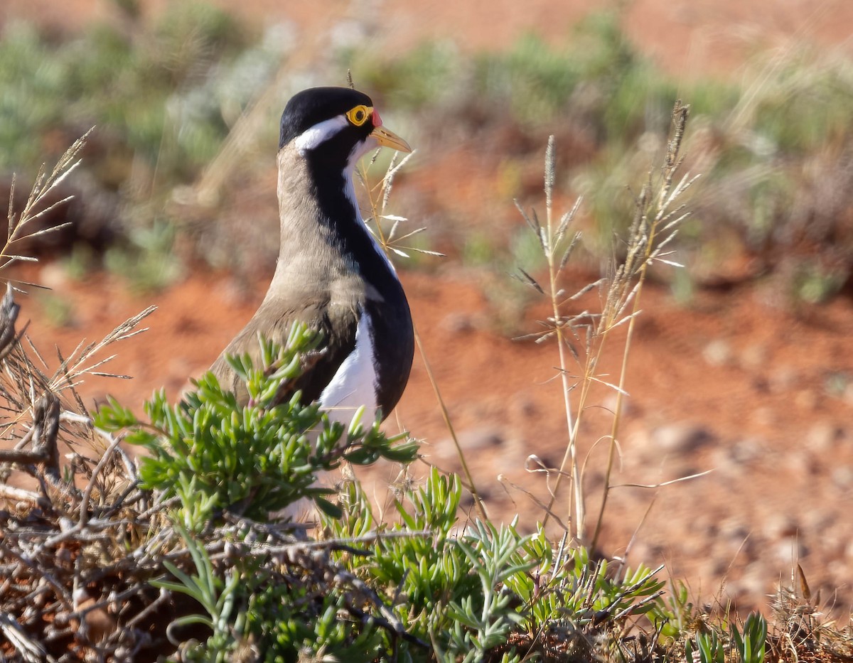 Banded Lapwing - ML620284353