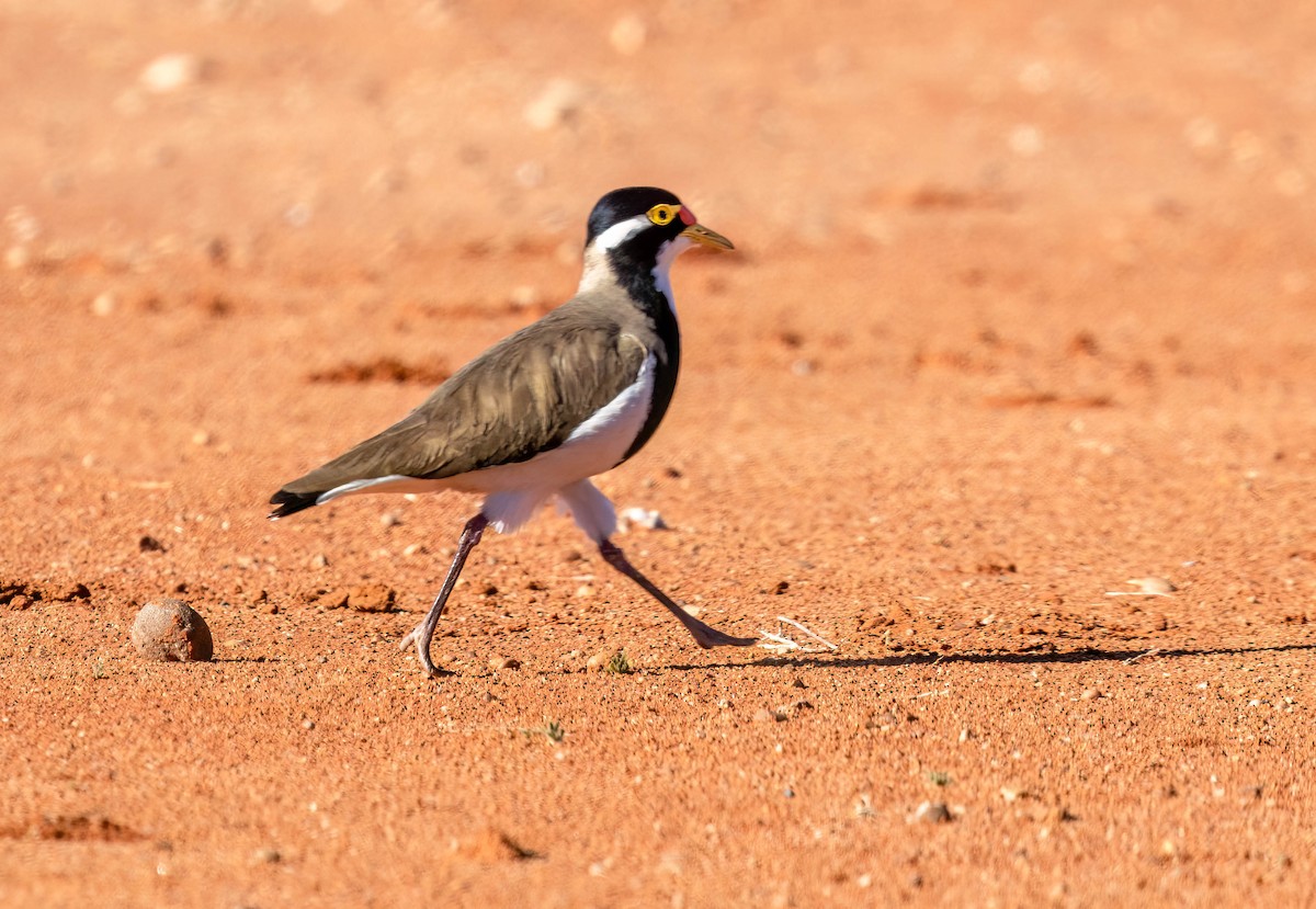 Banded Lapwing - ML620284354