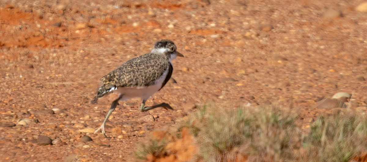 Banded Lapwing - ML620284355