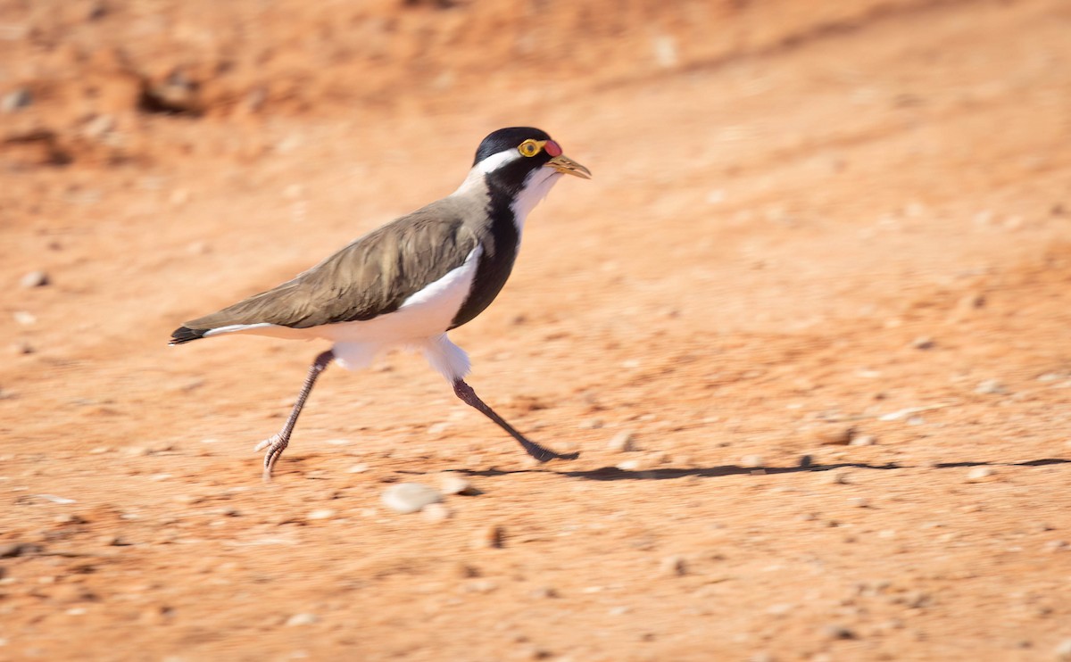 Banded Lapwing - ML620284356