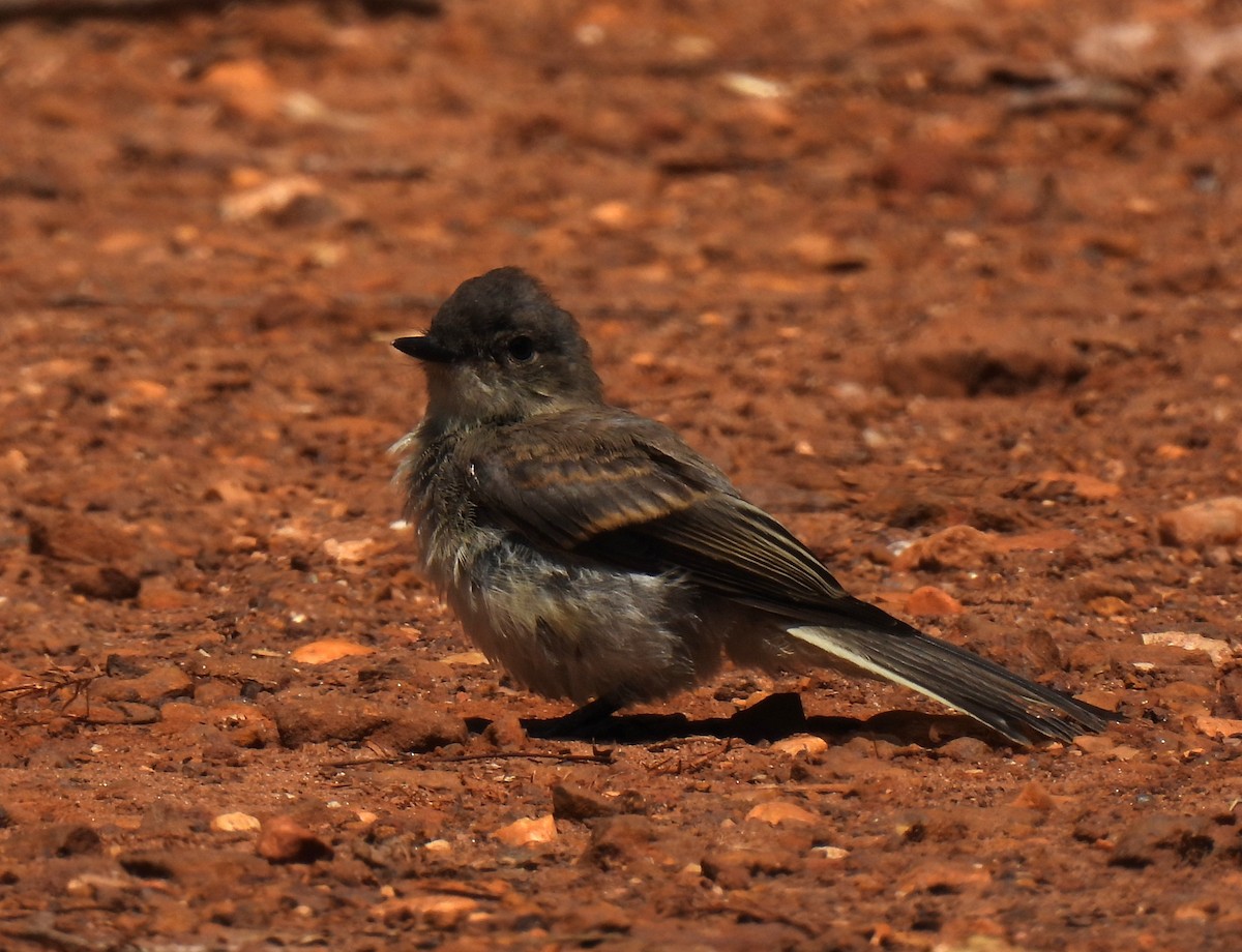 פיבי מזרחית - ML620284357