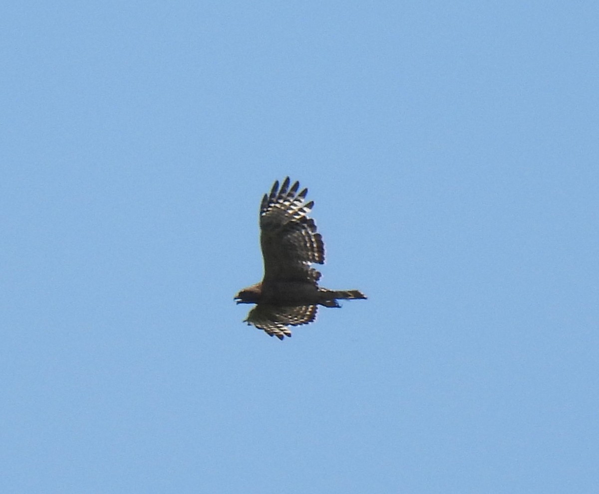 Red-shouldered Hawk - ML620284359