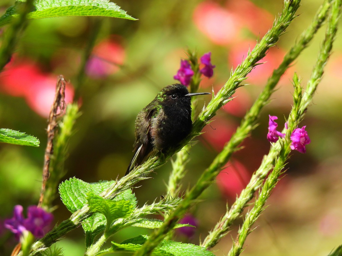 Black-bellied Hummingbird - ML620284361