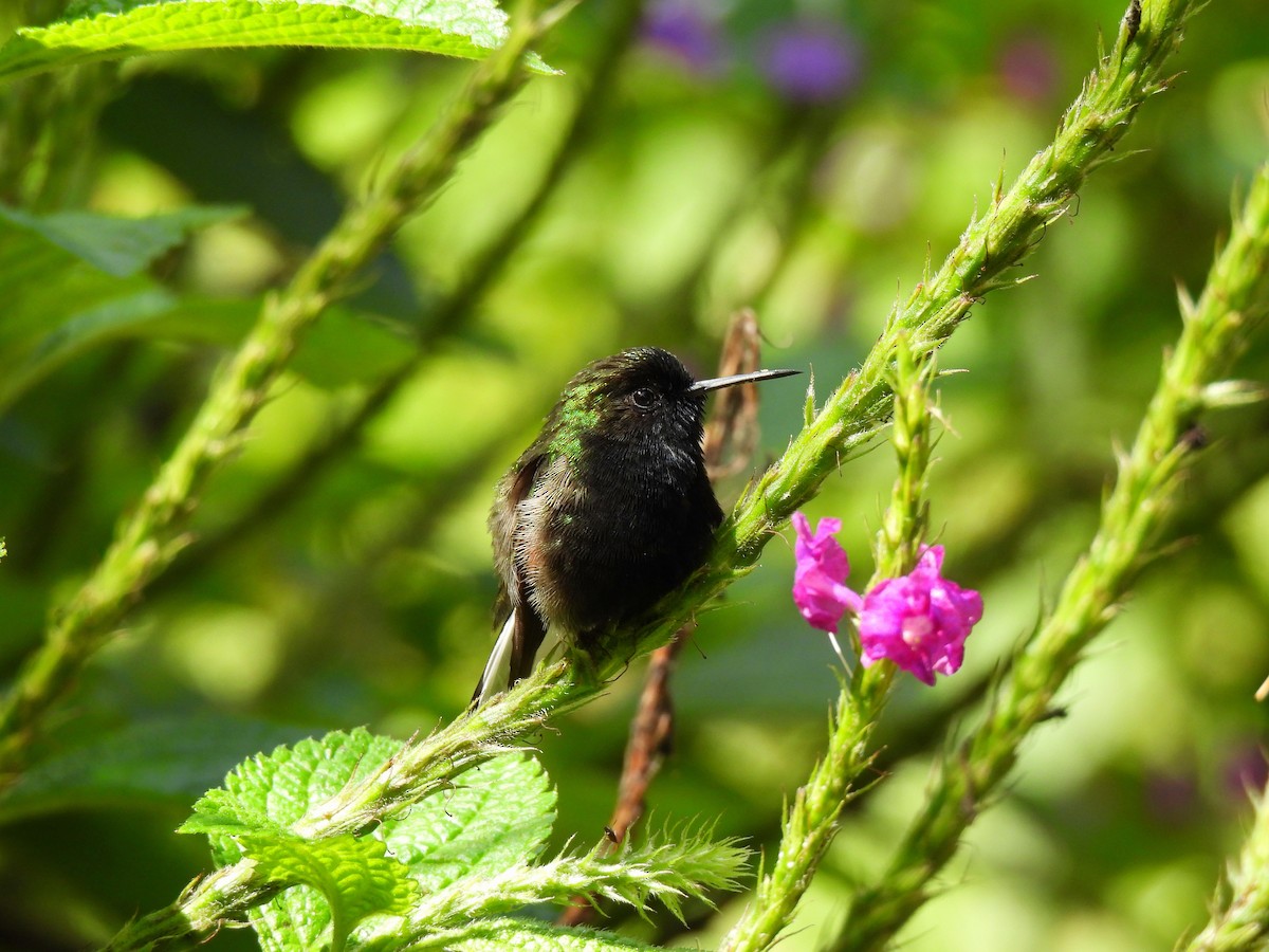 Colibrí Ventrinegro - ML620284362