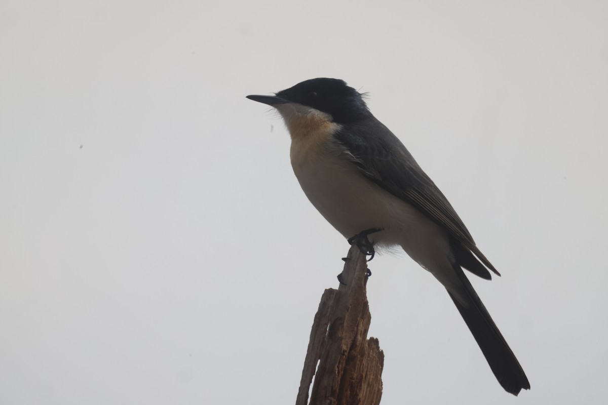 Restless Flycatcher - ML620284363