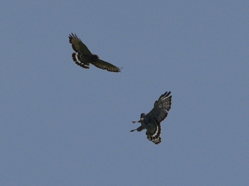 Broad-winged Hawk - ML620284370