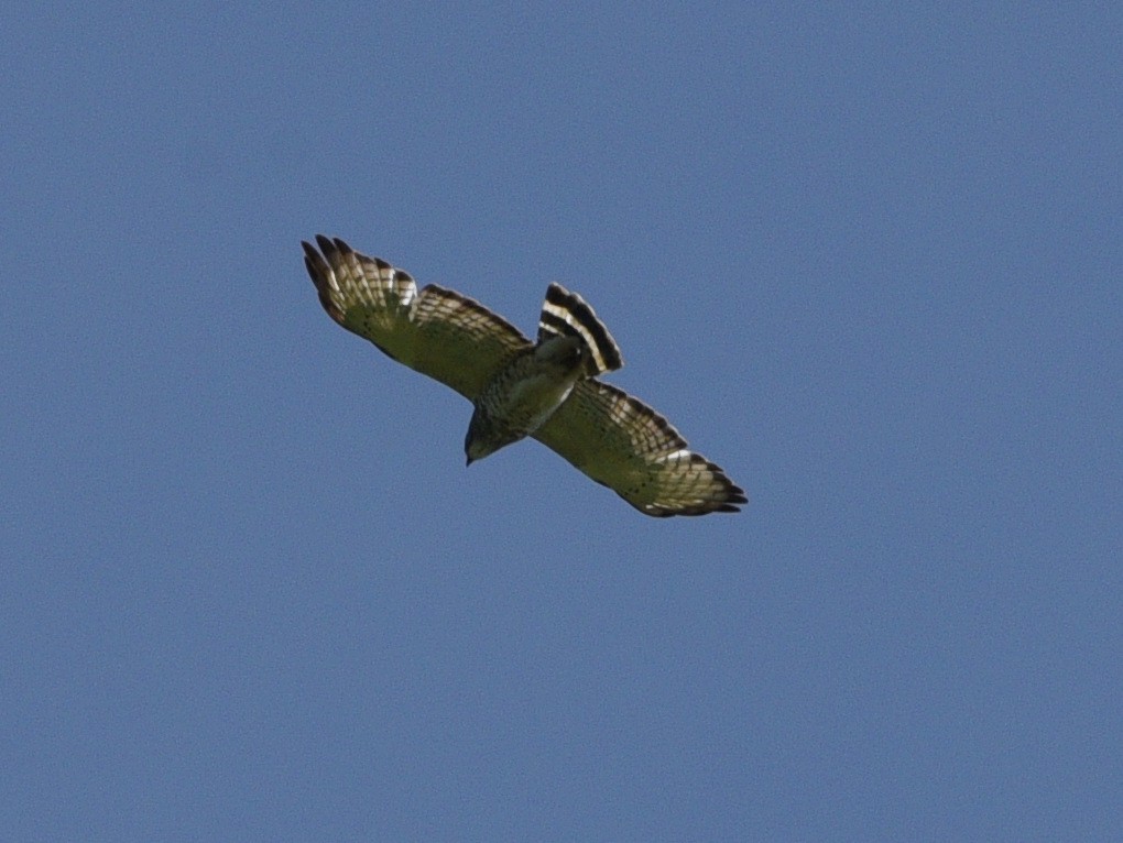 Broad-winged Hawk - ML620284371