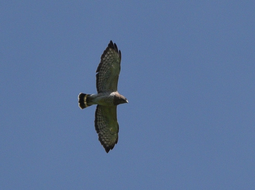 Broad-winged Hawk - ML620284372