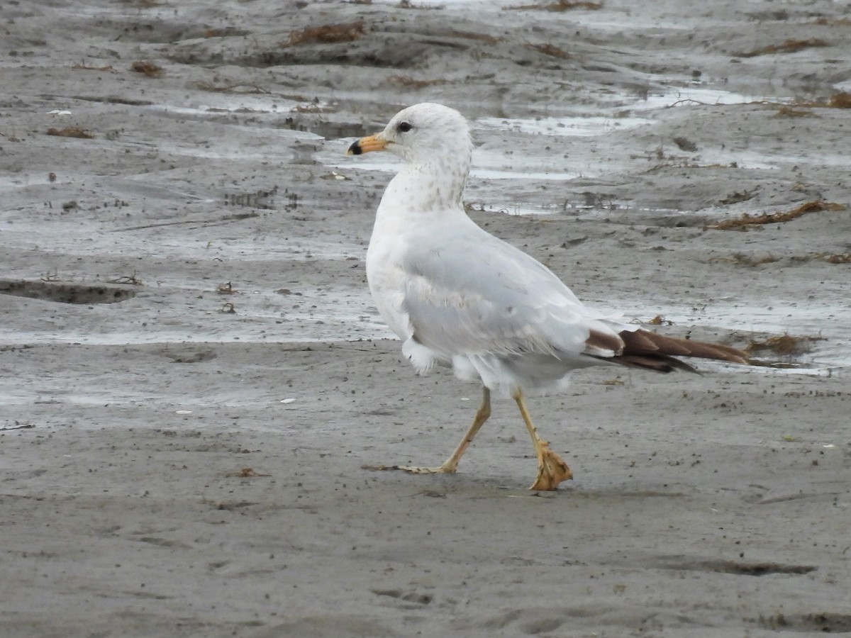 Ring-billed Gull - ML620284374