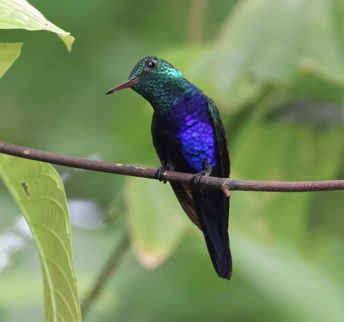 Violet-bellied Hummingbird - ML620284378