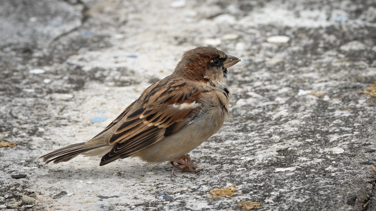 House Sparrow - ML620284385