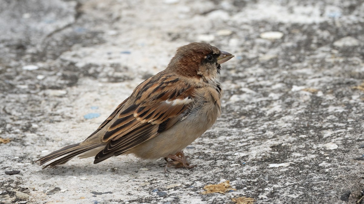 House Sparrow - ML620284386