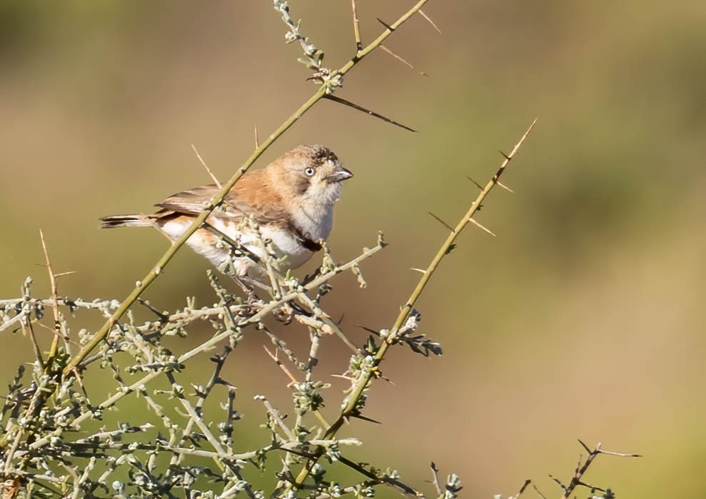 Banded Whiteface - ML620284388