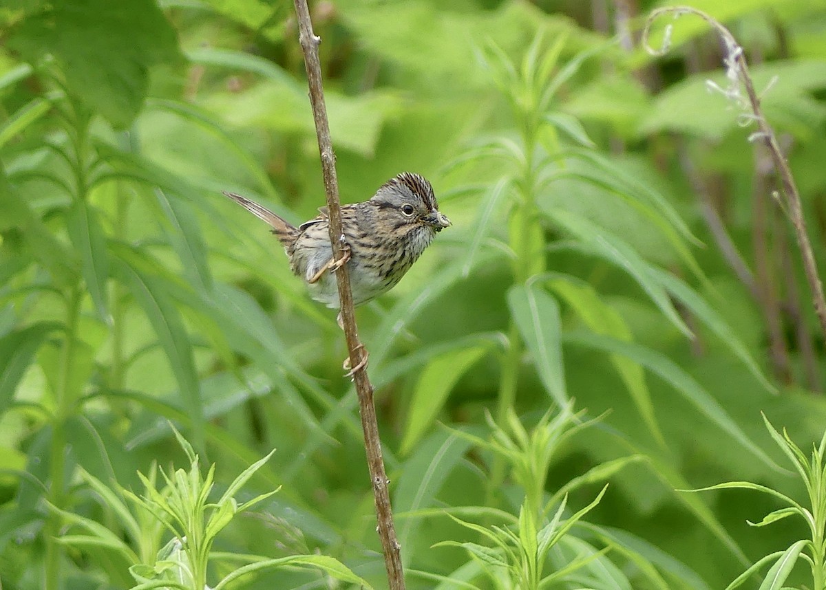 Lincoln's Sparrow - ML620284394