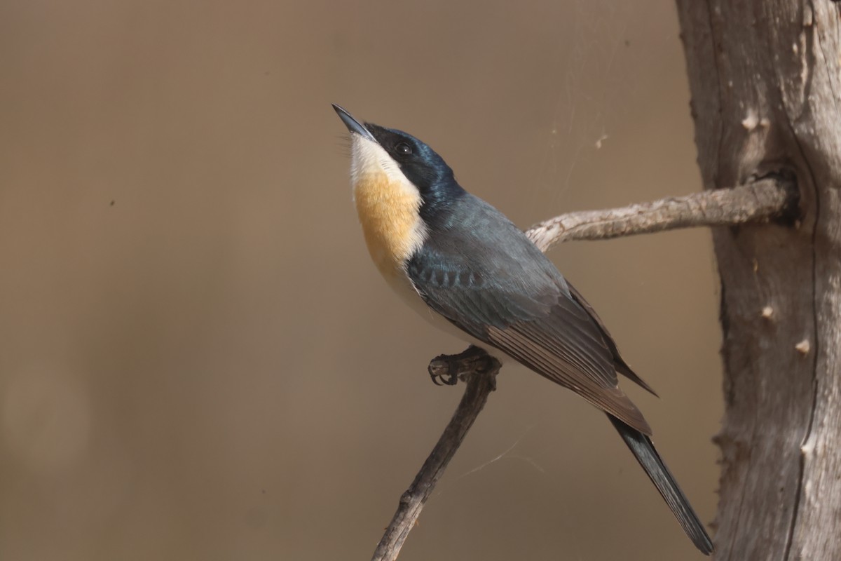 Restless Flycatcher - ML620284396