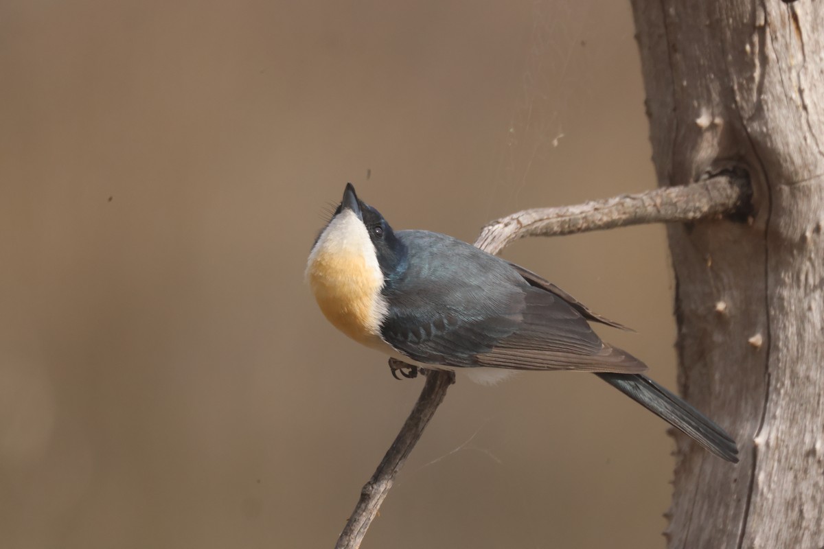 Restless Flycatcher - ML620284397