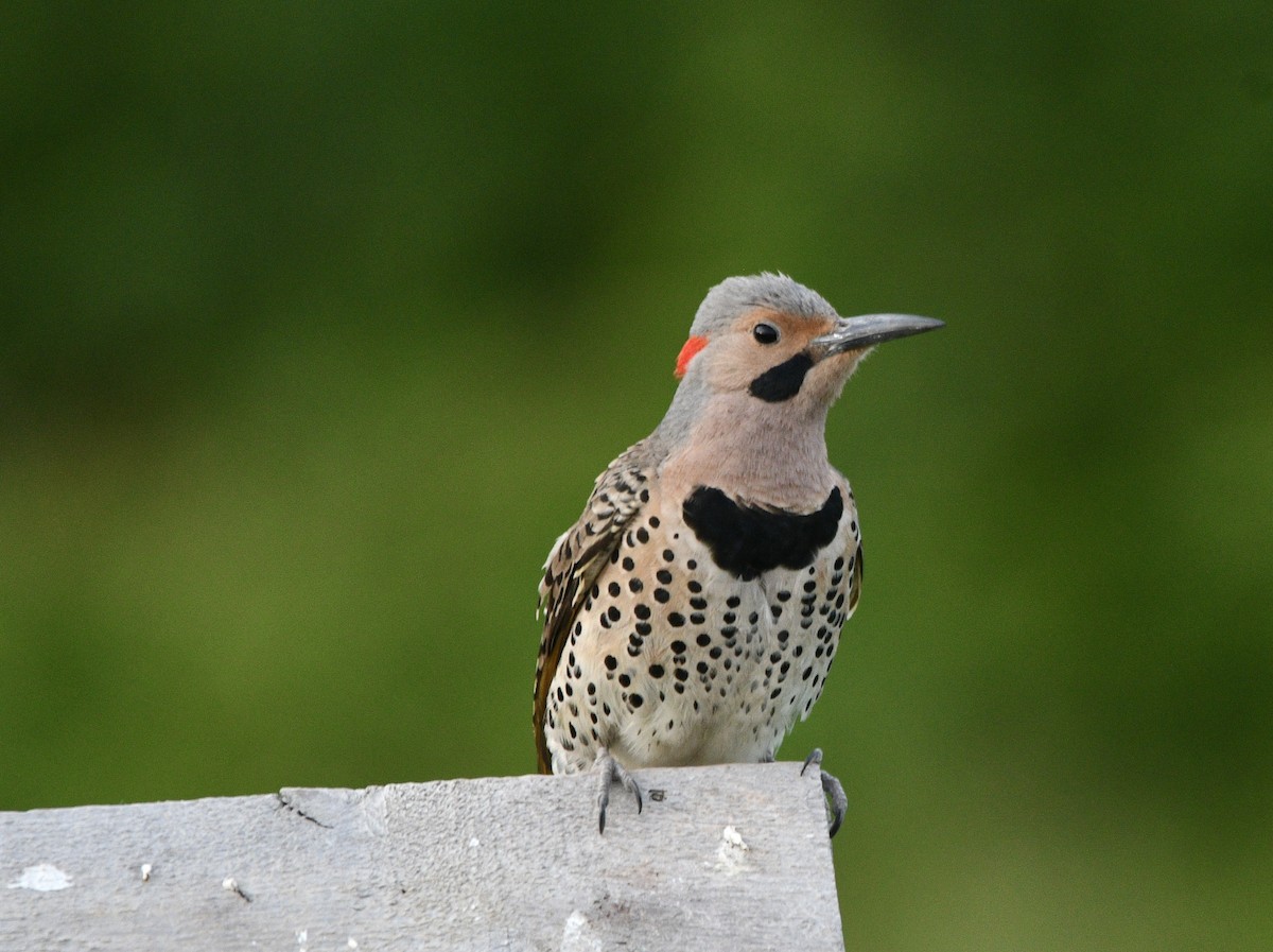 Northern Flicker - ML620284401