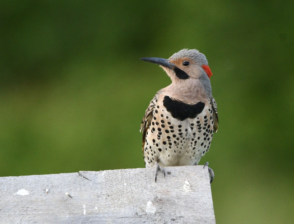 Northern Flicker - ML620284402