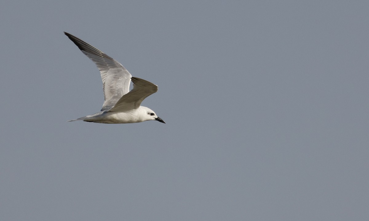 Gull-billed Tern - ML620284403