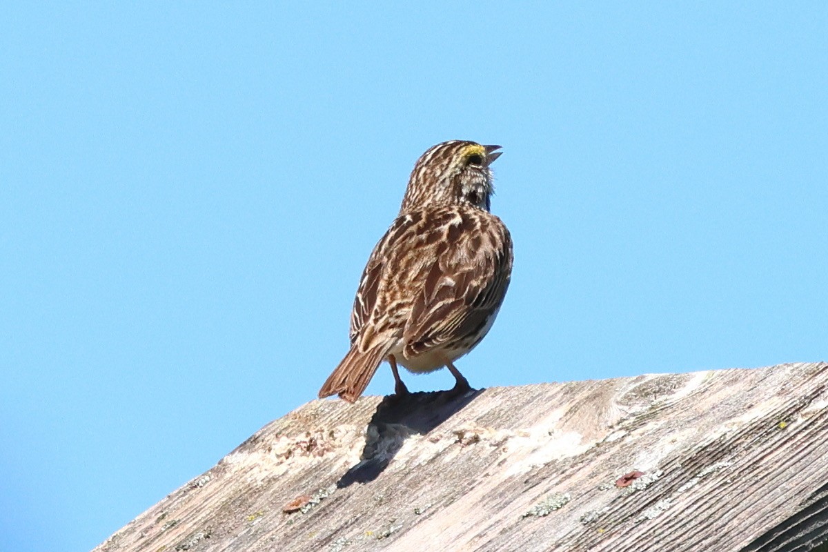 Savannah Sparrow - ML620284404