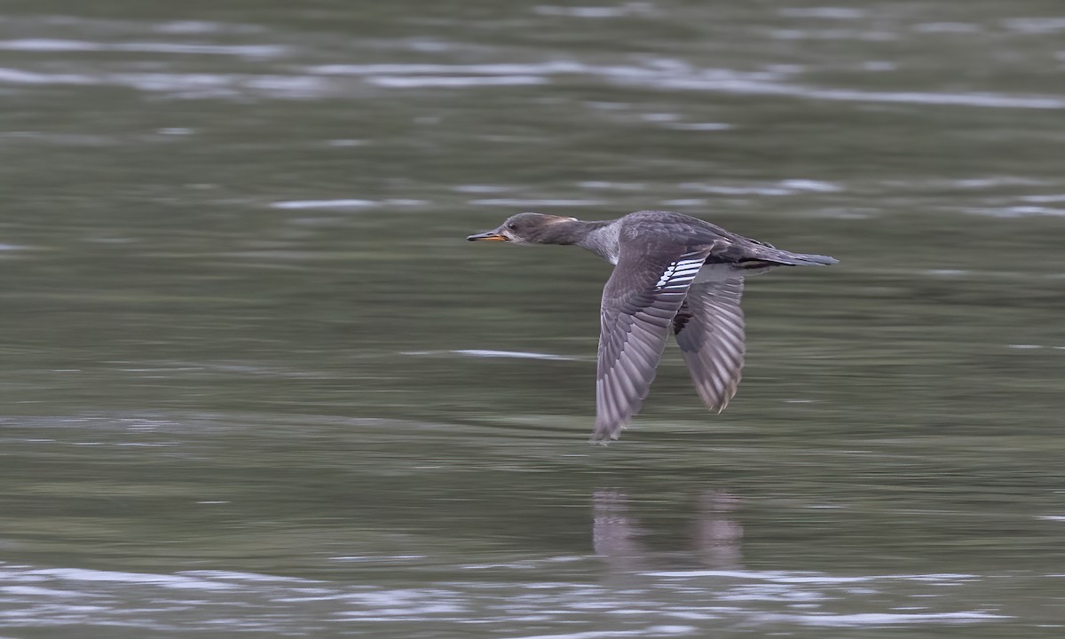 Hooded Merganser - ML620284406