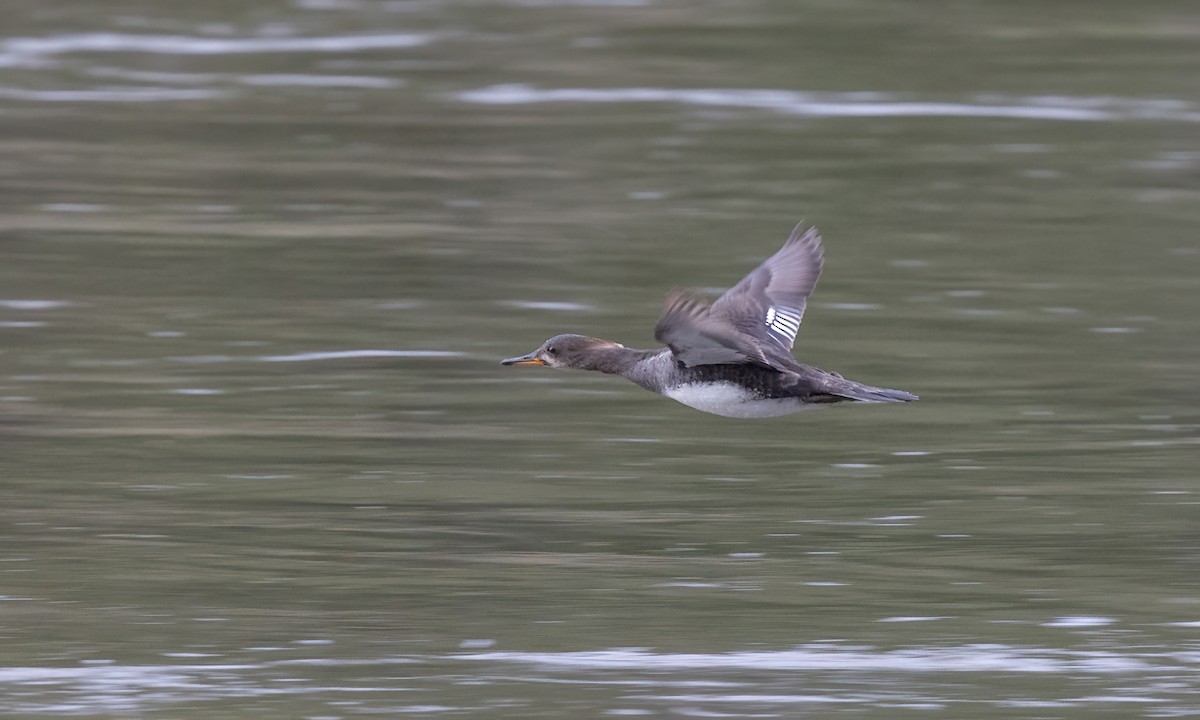 Hooded Merganser - ML620284408