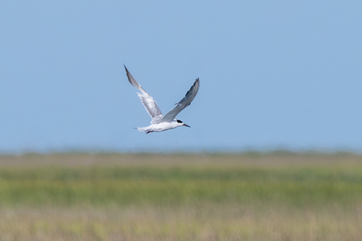 Forster's Tern - ML620284409