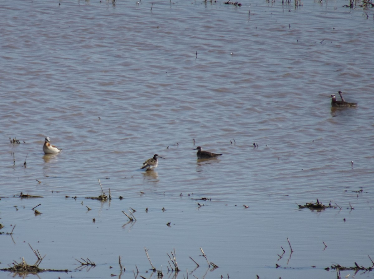 Phalarope de Wilson - ML620284410