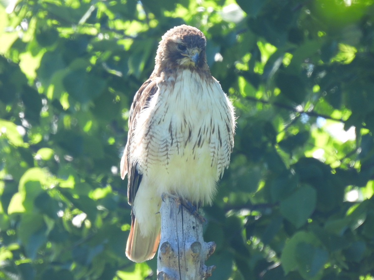 Red-tailed Hawk - ML620284412