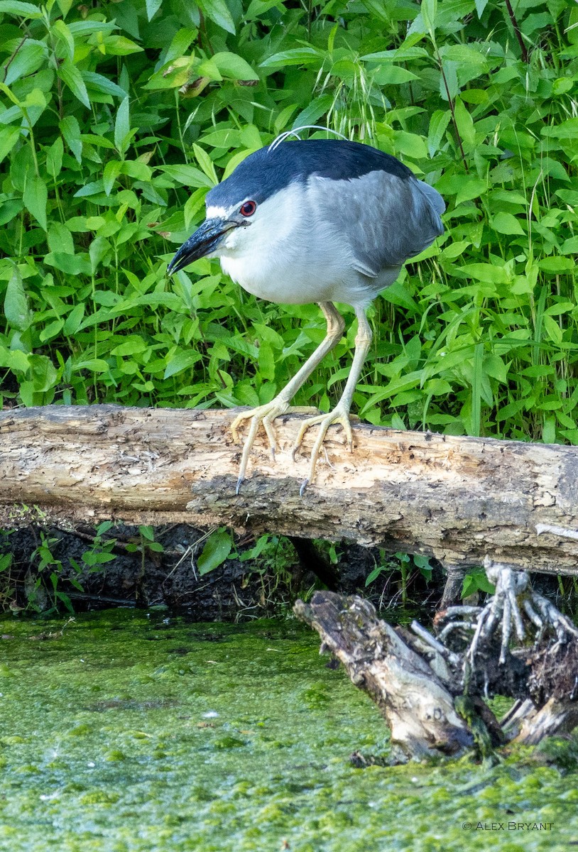 Black-crowned Night Heron - ML620284413