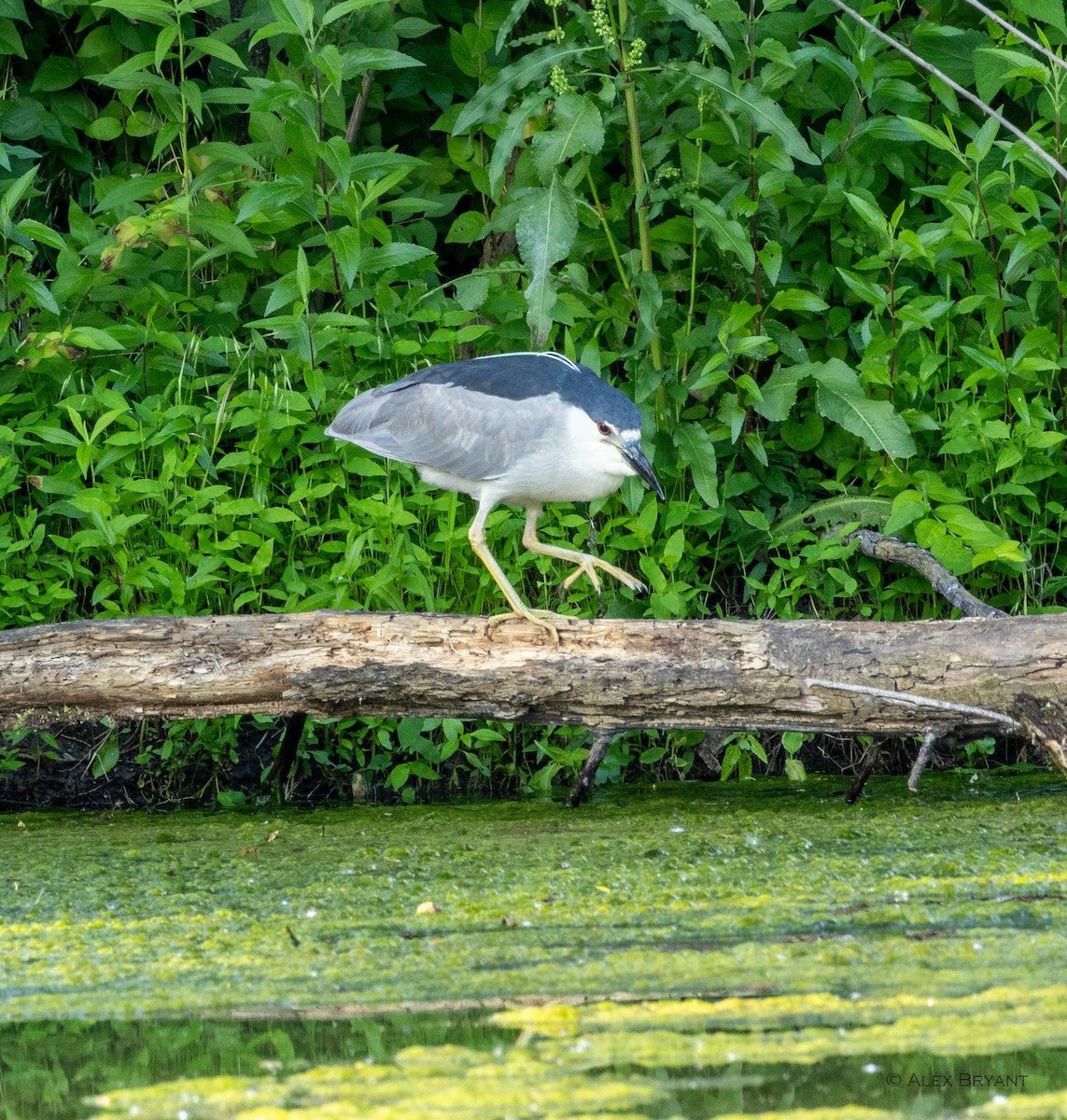 Black-crowned Night Heron - ML620284414