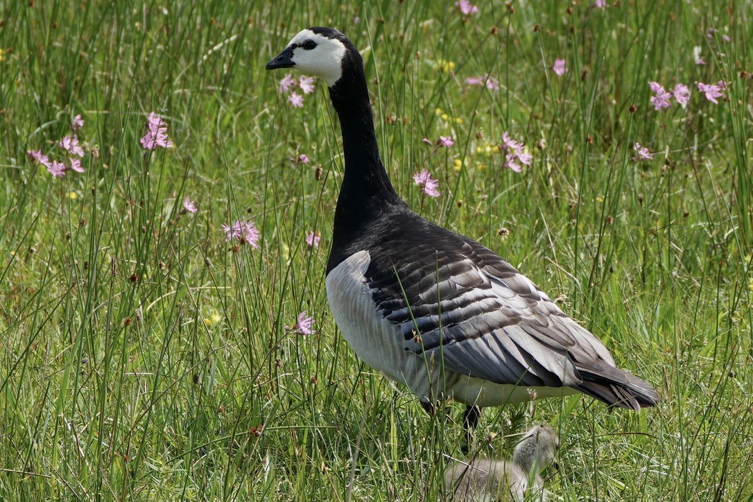 Barnacle Goose - ML620284415