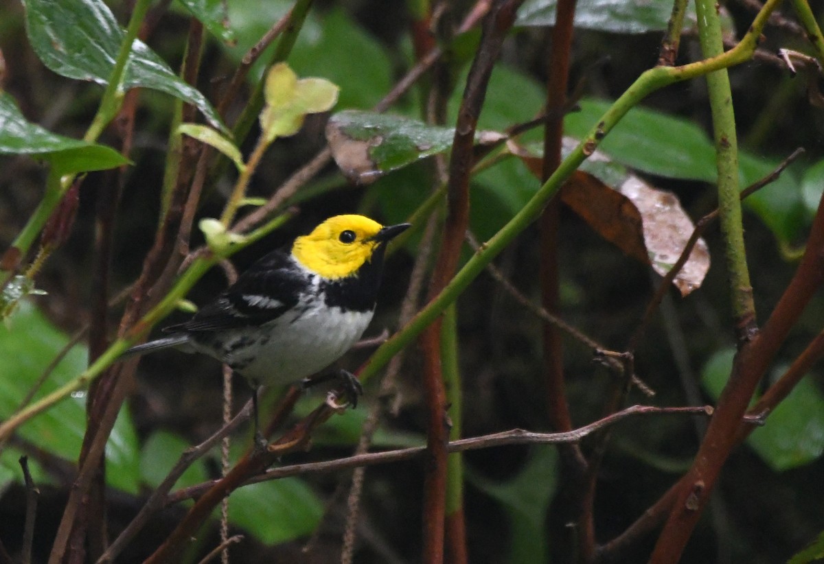 Hermit Warbler - ML620284418