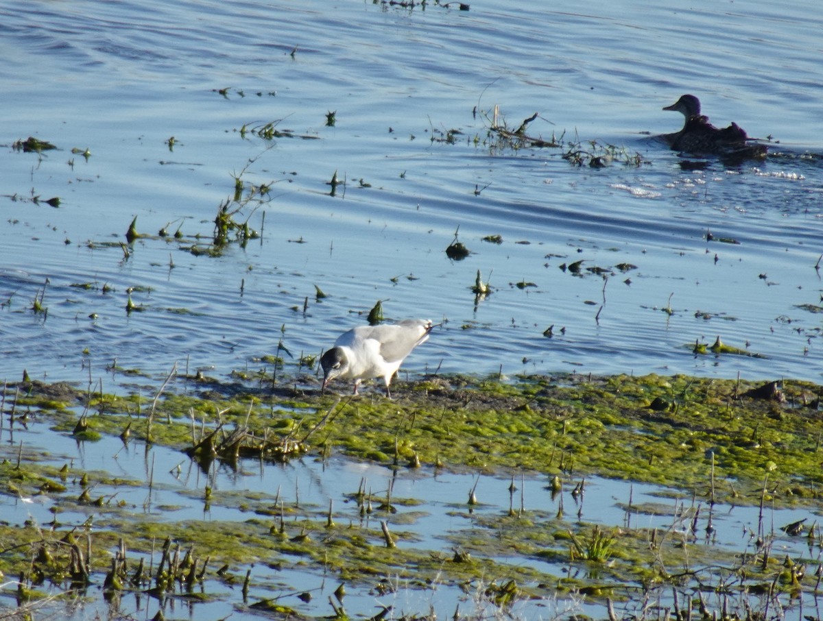 Franklin's Gull - ML620284422