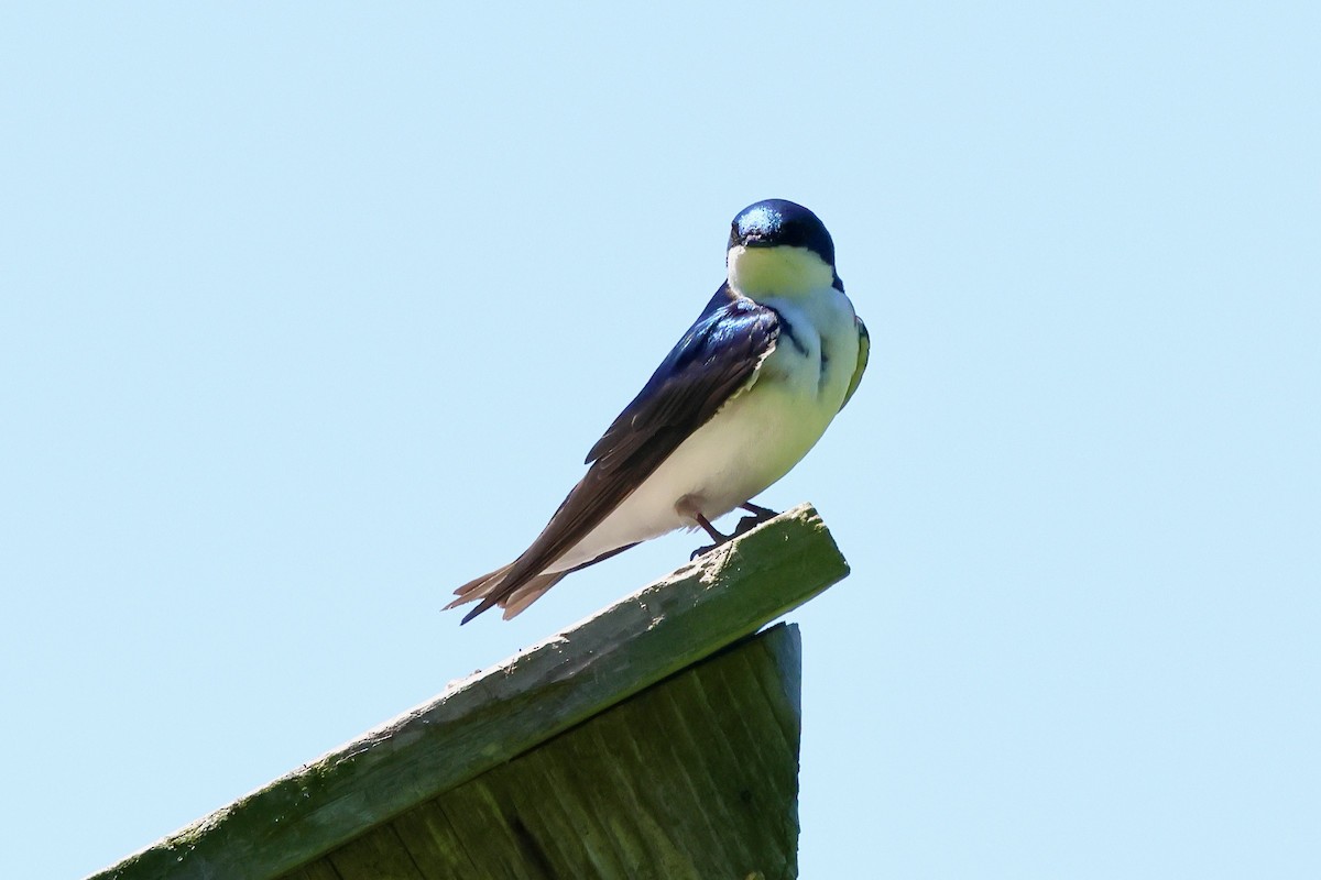 Golondrina Bicolor - ML620284424