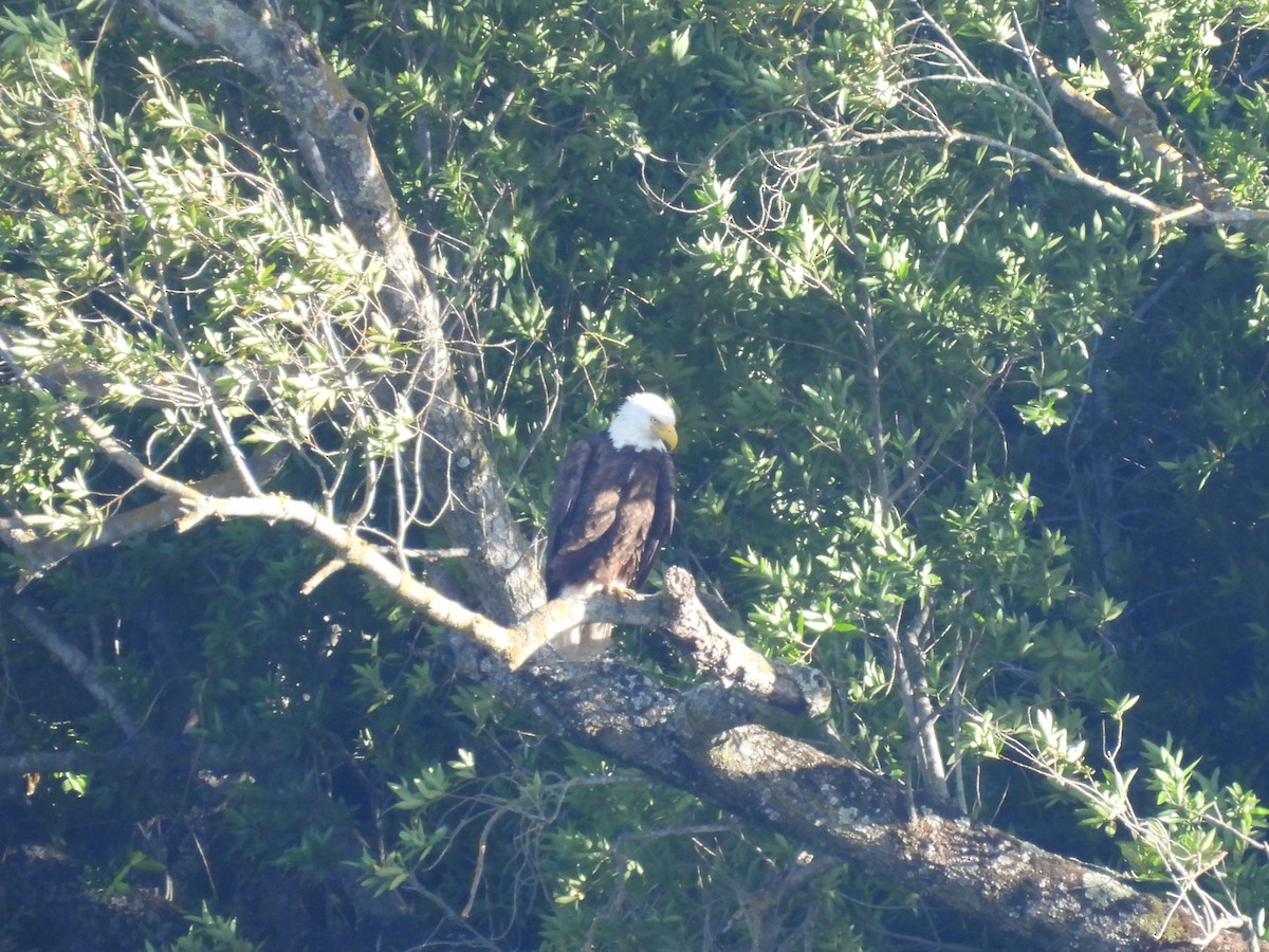 Bald Eagle - ML620284429