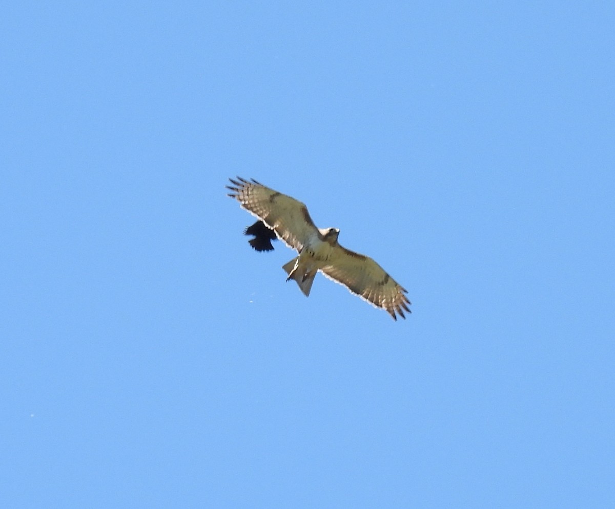 Red-tailed Hawk - ML620284433