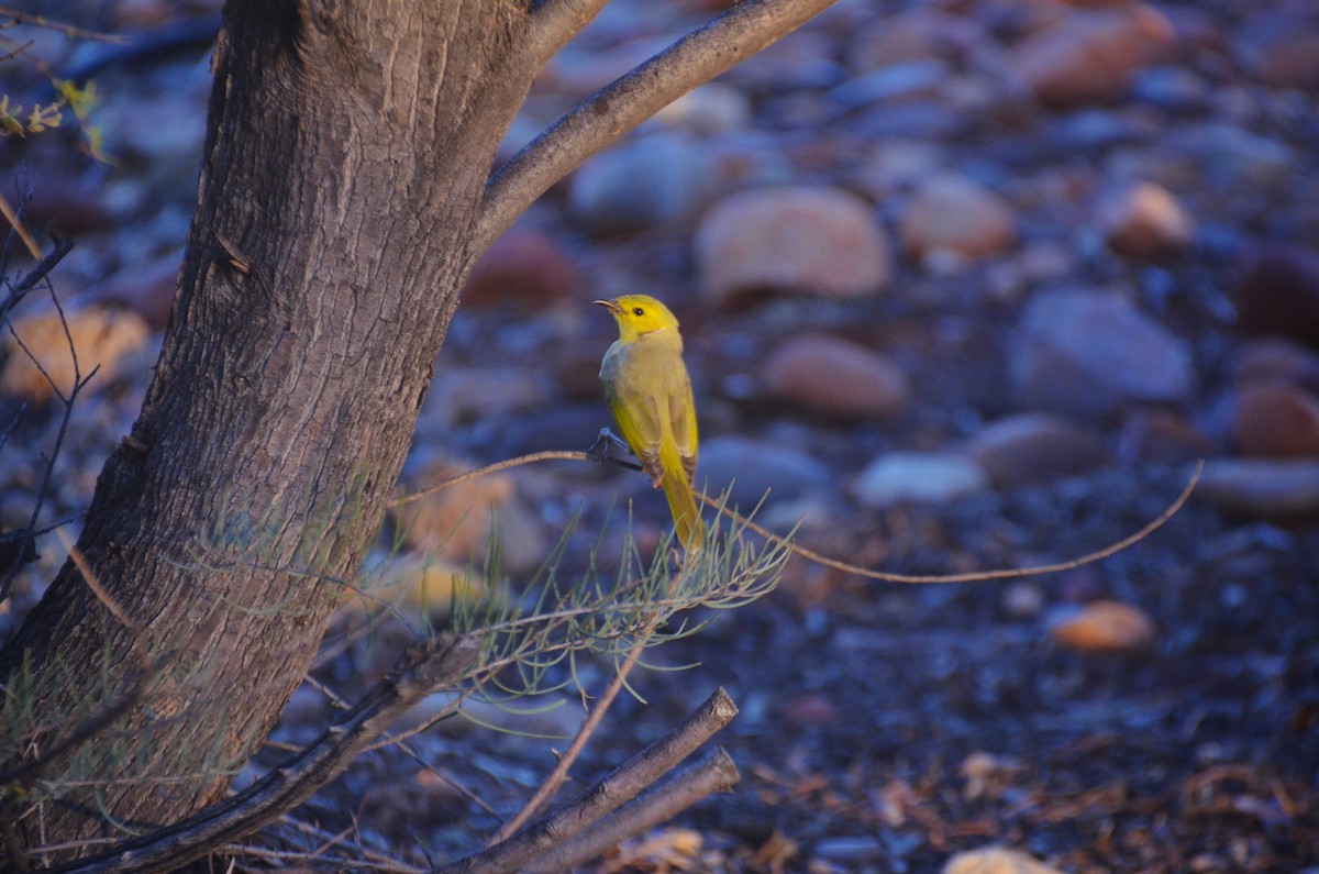 White-plumed Honeyeater - ML620284436