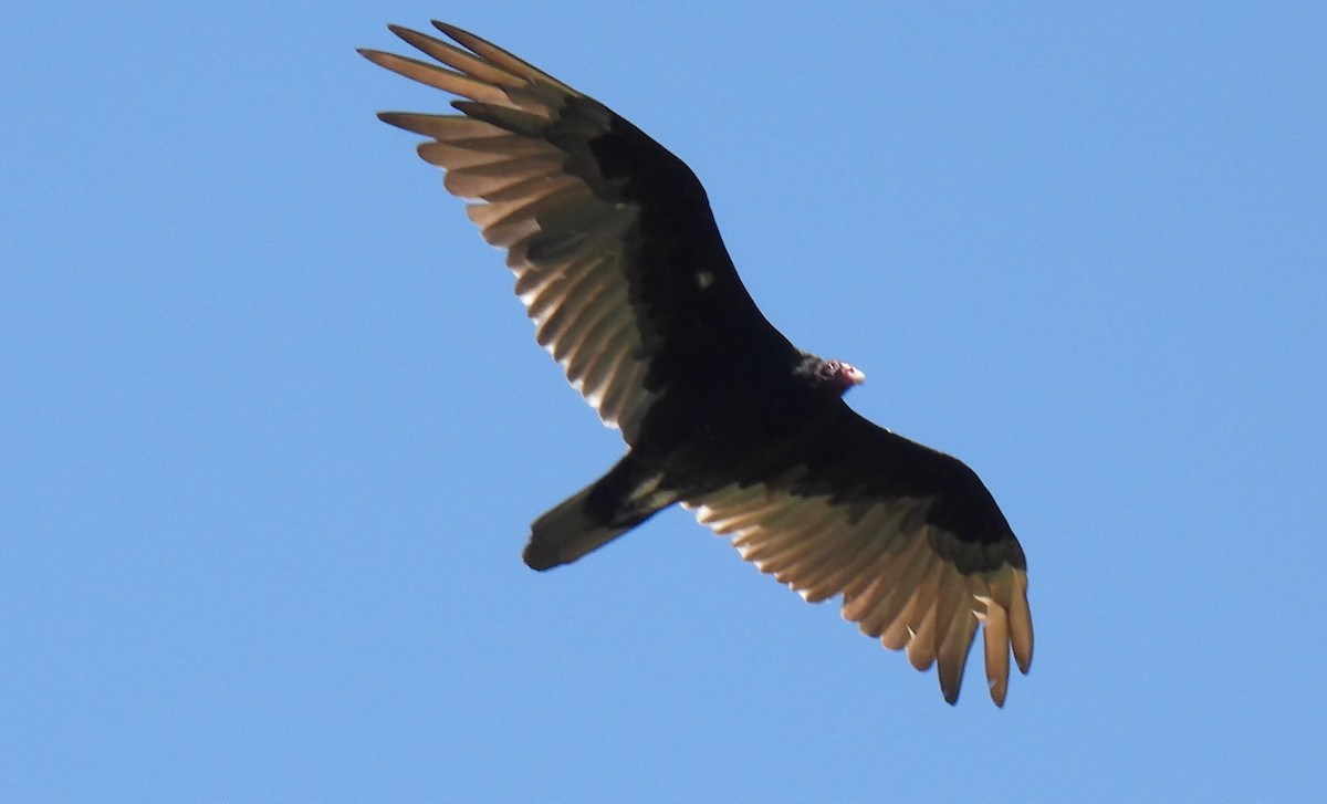 Turkey Vulture - ML620284437