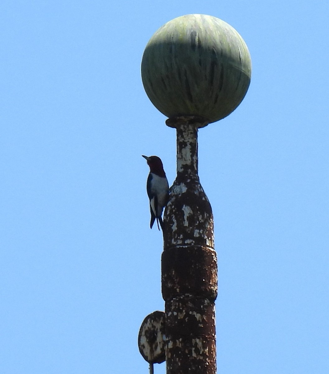 Red-headed Woodpecker - ML620284440