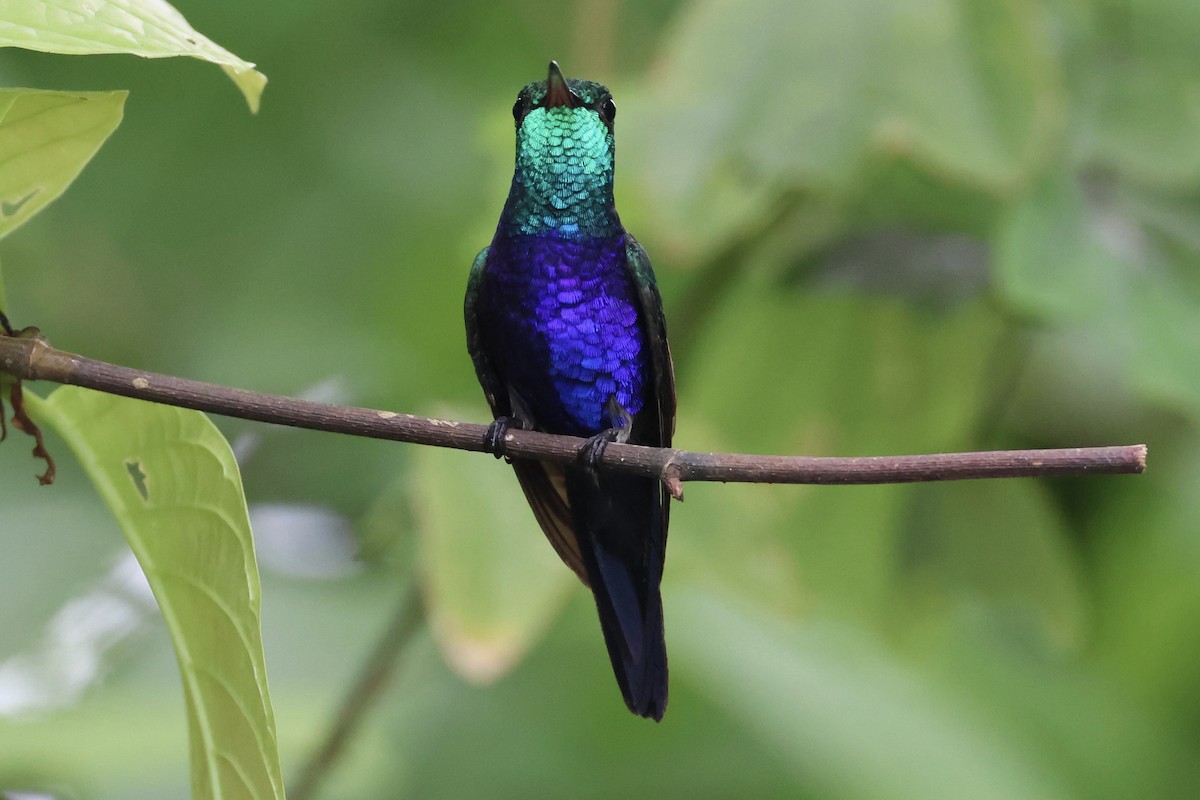 Violet-bellied Hummingbird - ML620284442
